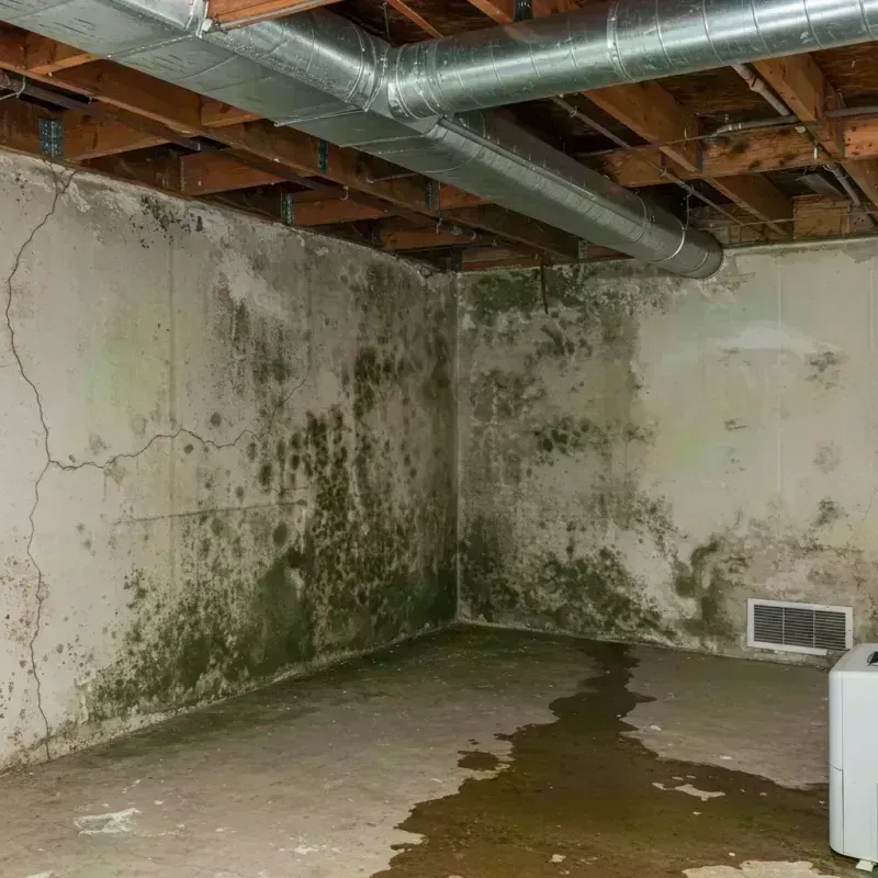 Professional Mold Removal in Clarkson Valley, MO